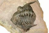 Metacanthina Trilobite With Reedops - Lghaft, Morocco #368572-4